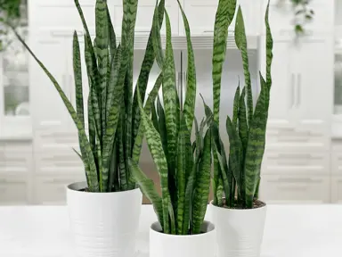 Sansevieria 'Black Coral' plants growing in pots.