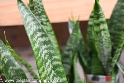 sansevieria-green-