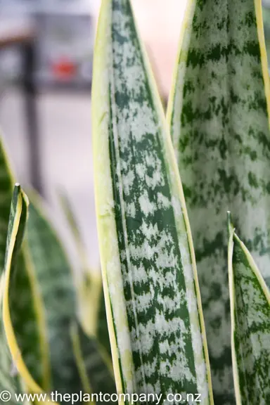 sansevieria-green-2