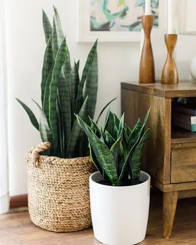 sansevieria-green-4