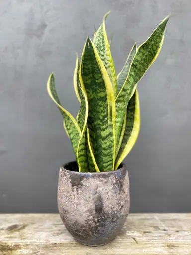 Sansevieria trifasciata 'Laurentii' growing in a pot.