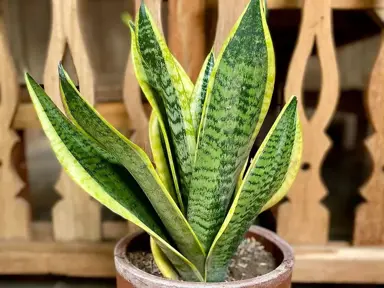 Sansevieria trifasciata plant with variegated foliage in a pot.