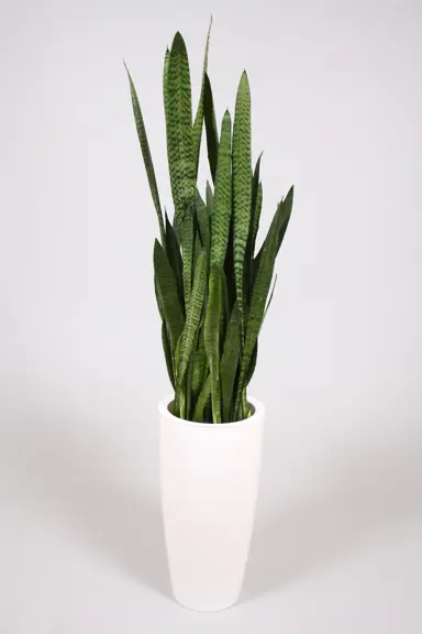 Sansevieria zeylanica plant in a white pot.