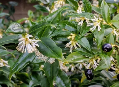 Sarcococca confusa plant with white flowers and lush green foliage.