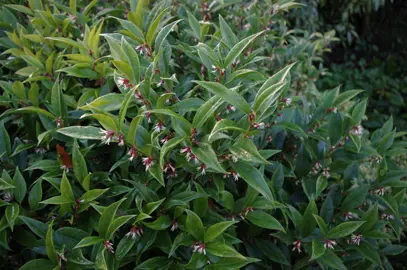 Sarcococca orientalis plant with pink flowers and lush green foliage.