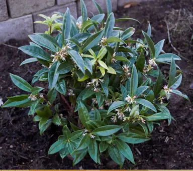 sarcococca-humilis-