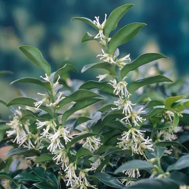 sarcococca-humilis-1