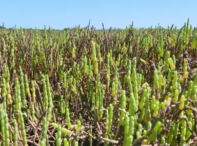 Sarcocornia quinqueflora plants growing in a coastal environment.