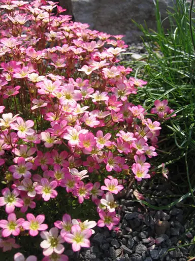 Saxifraga 'Peter Pan' with masses of rose-pink flowers.