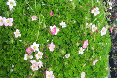 saxifraga-starblush-