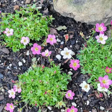 saxifraga-starblush-1