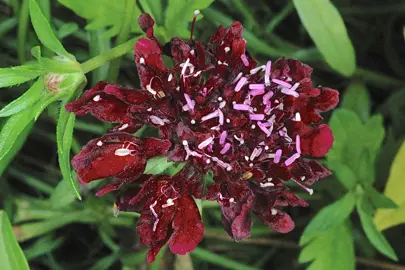 Scabiosa 'Black Night' dark purple flower.