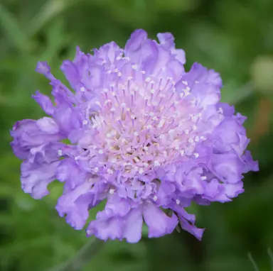 Scabiosa 'Butterfly Blue' flower.