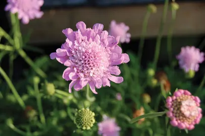 Scabiosa 'Butterfly Pink' flower and green foliage.