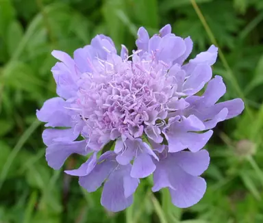 Scabiosa 'Lavender' blue flowers.