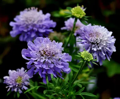 Scabiosa 'Ritz Blue' elegant blue flowers and lush green foliage.