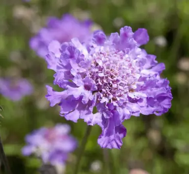 scabiosa-vivid-violet-