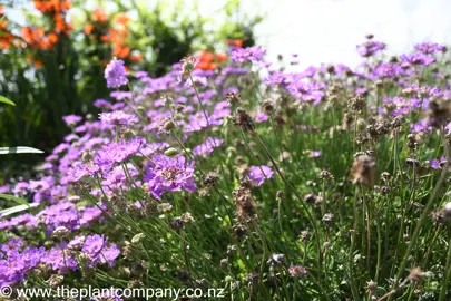 scabiosa-vivid-violet-1