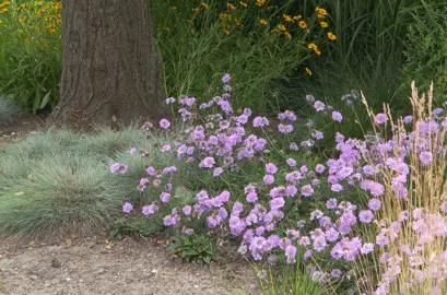 scabiosa-vivid-violet-3