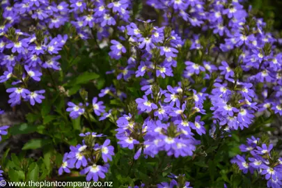 Scaevola 'Erect Early Blue' plant with blue flowers and green leaves.