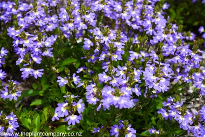 Scaevola 'Erect Early Blue' plant with blue flowers.