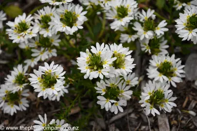 Scaevola Hot Rox Crystal white and green flowers.