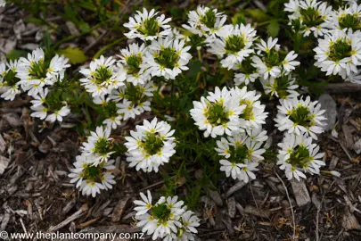 Scaevola Hot Rox Crystal white and green flowers growing in a garden.