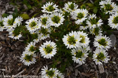 Scaevola Hot Rox Crystal white and green flowers and green foliage.