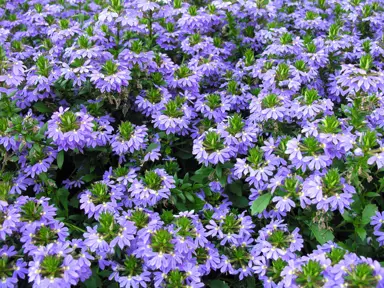 scaevola-sunfan-