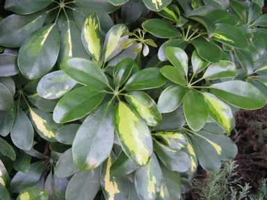 Schefflera Hong Kong lush green plant.