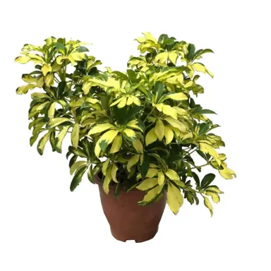 schefflera-variegata-