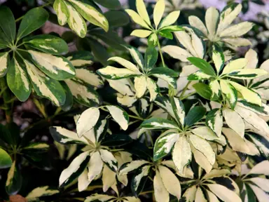 schefflera-variegata-1