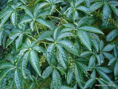 schefflera-digitata-