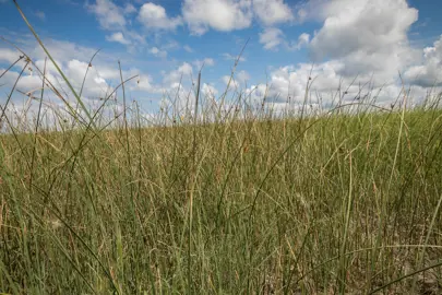 Schoenoplectus pungens plants.