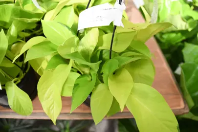 scindapsus-neon-pothos-