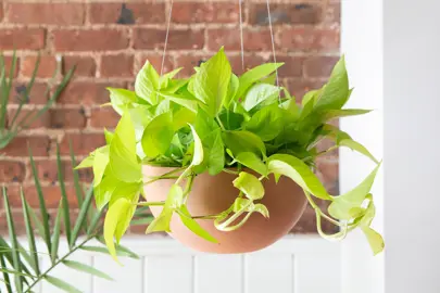 scindapsus-neon-pothos-1