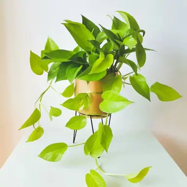 scindapsus-neon-pothos-2