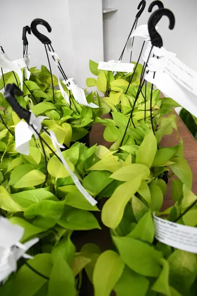 scindapsus-neon-pothos-4