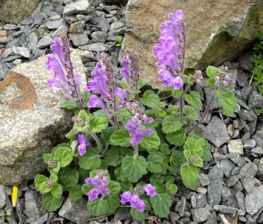 scutellaria-indica-parvifolia-