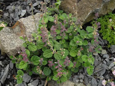 scutellaria-indica-parvifolia-1