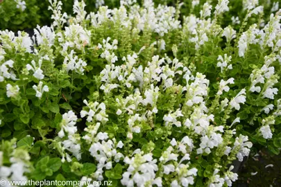 scutellaria-snowflakes--1