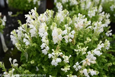 scutellaria-snowflakes-