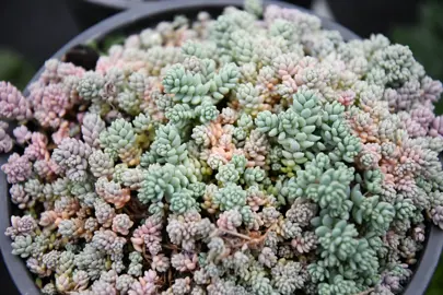 sedum-dasyphyllum-minor-3