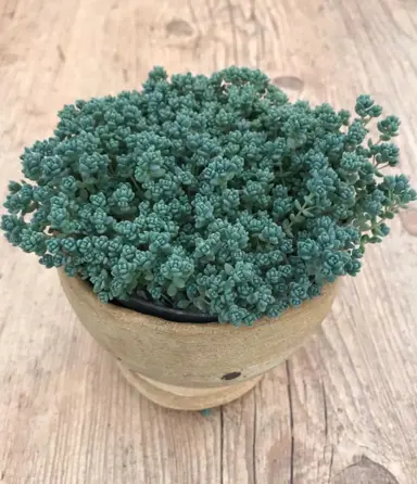 sedum-dasyphyllum-minor-5