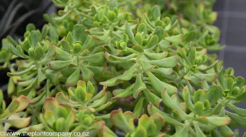 sedum-dendroideum-