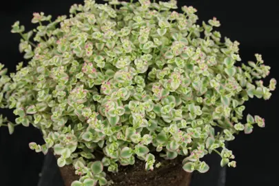 Sedum Little Missy plant with variegated foliage.