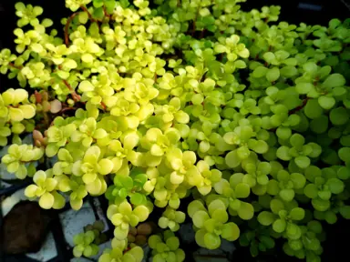 sedum-makinoi-ogon-