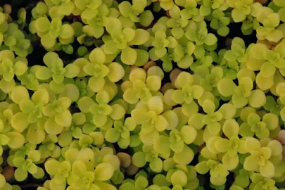 sedum-makinoi-ogon-2