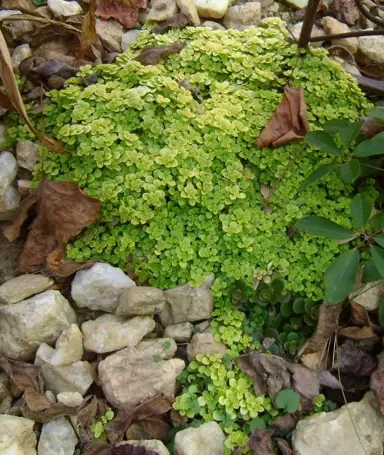 sedum-makinoi-ogon-3