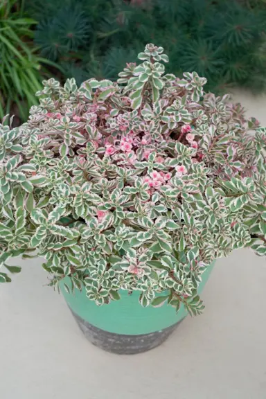 sedum-rainbow-blob--1